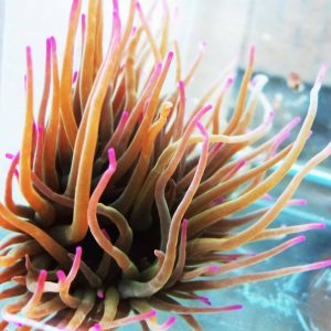 anemone anemone